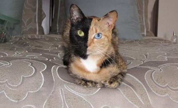 Защо котките сгъват лапите под тялото си?