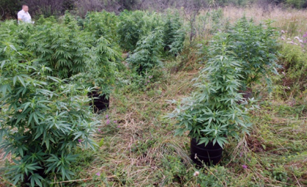 Две оранжерии за марихуана разкрити край Пазарджик