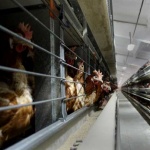 Близо 90 000 птици са унищожени заради птичия грип у нас
