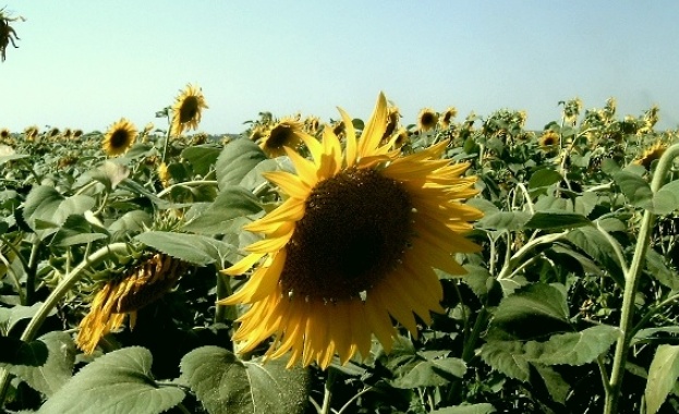 В Добруджа приключи жътвата на пшеница и ечемик Заради високите