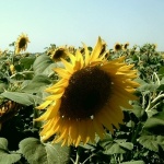 Два пъти по-ниски добиви на слънчоглед в Бургаско 