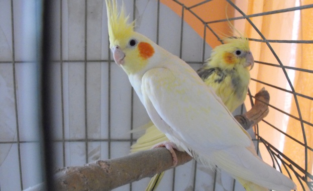 Говорящ папагал може да свидетелства за убийство в САЩ