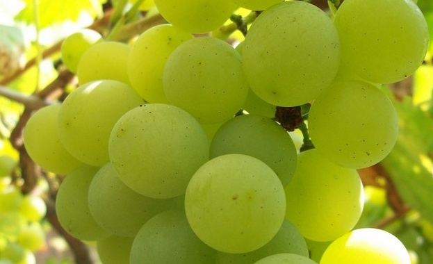Добивът на грозде – до 600 кг от декар