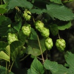 България изнася висококачествен хмел за най-големия производител на бира в ЕС - Германия