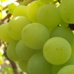 Вредни ли са гроздовите семки за консумация