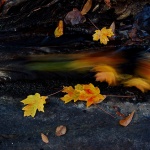 Всеки, който мисли, че опадалите листа са мъртви...