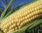 Цената на пшеницата се задържа, а тази на царевицата се покачва умерено