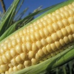 Цената на пшеницата се задържа, а тази на царевицата се покачва умерено