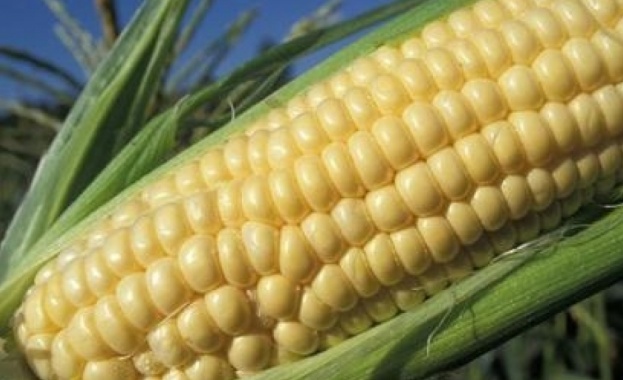 ЕК не взе решение дали да одобри или да отхвърли ГМО царевицата