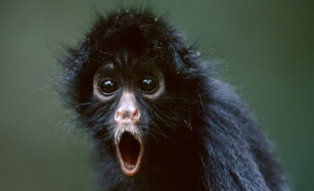 Маймуни избягаха от изследователски институт в САЩ