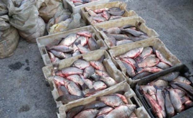 Масови проверки на рибата за Никулден