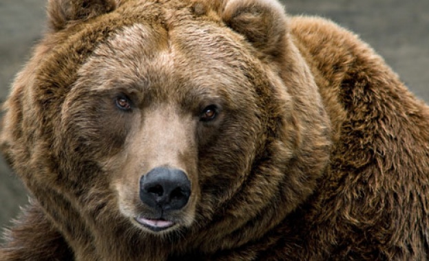 Двама младежи нападнати от мечка в центъра на румънски град