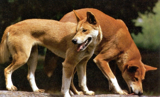 Вълците и кучетата притежават усещане за честна игра