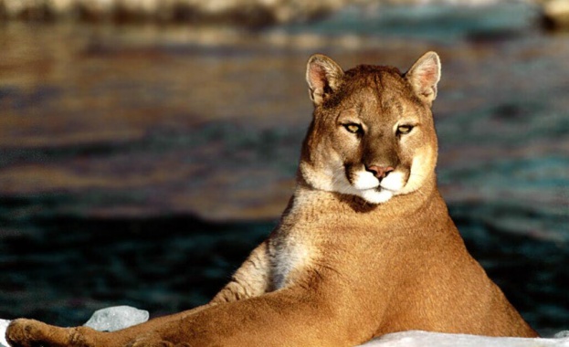 Властите в Северна Калифорния съобщиха че пума е убила един