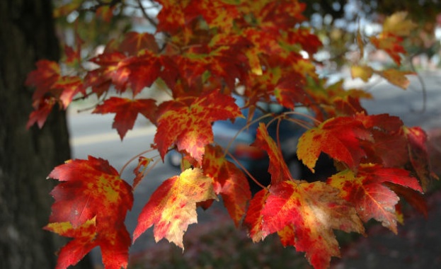Предстоящи събития в страната за утре, 10 октомври