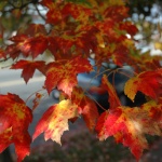 Предстоящи събития в страната за днес, 13 ноември