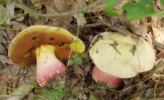 Откриха най-големия организъм на планетата