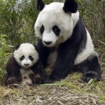 Пандите близначета в Берлинския зоопарк направиха дебюта си пред публика 