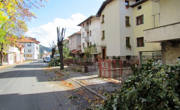 Премахват опасните дървета в София 