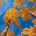 Предстоящи събития в страната за утре, 9 октомври