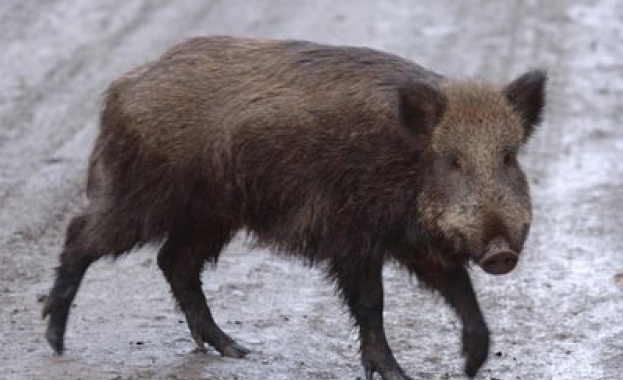Започна избиването на диви прасета заради чумата 