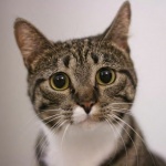 Защо хората с високо кръвно трябва да имат котка у дома 