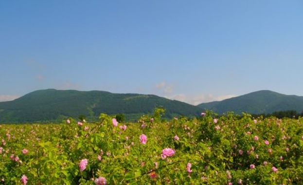 Дни преди началото на розобера собственици на розови масиви ни