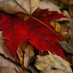 Предстоящи събития в страната за утре, 21 ноември