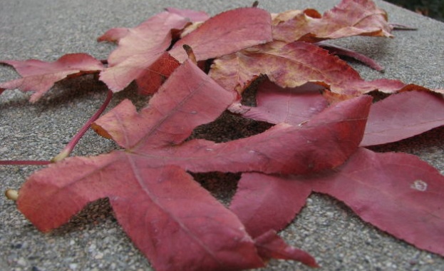 Предстоящи събития в страната на 4 октомври 2022 г.