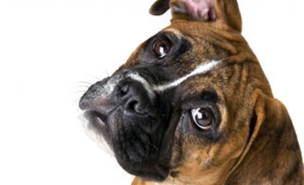 Четири лапи: Не подарявайте животни за празниците