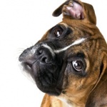 Лапите на кучетата са по-чисти от обувките на хората