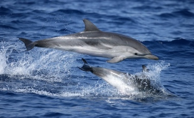 Изхвърлените на брега мъртви делфини са се увеличили тройно през август