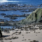 Замърсени води край Камчатка изхвърлят на брега мъртви животни