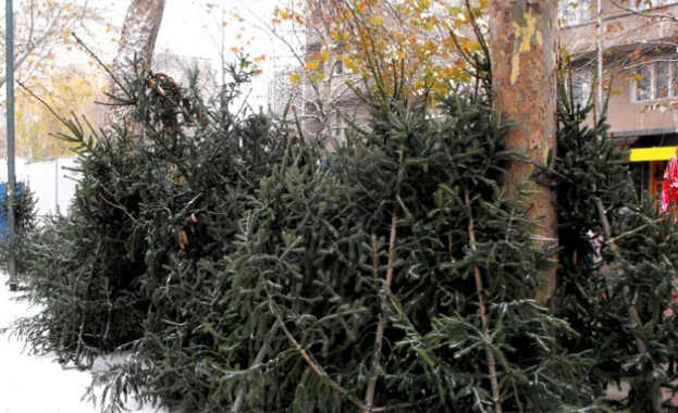 Коледните елхи поскъпват тройно от горското до пазара
