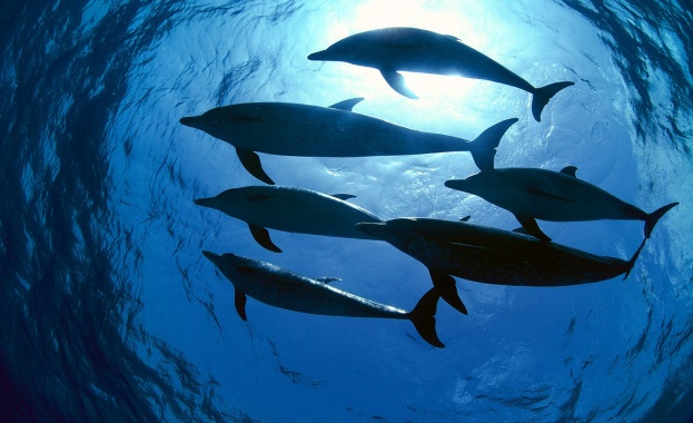 Еколози поставят устройства, предпазващи делфините от оплитането в рибарски мрежи