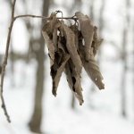 Предстоящи събития в страната за днес, 25 декември