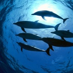 Тези животни изглеждат сладки, но са и опасни