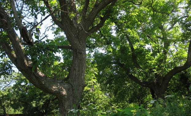 Запази зеленото дърво в сърцето си и някой ден пойна