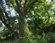 Запази зеленото дърво в сърцето си ...
