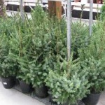 Живата елха укрепва здравето 