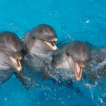 ВАП се самосезира за умрелите делфини по Черноморието