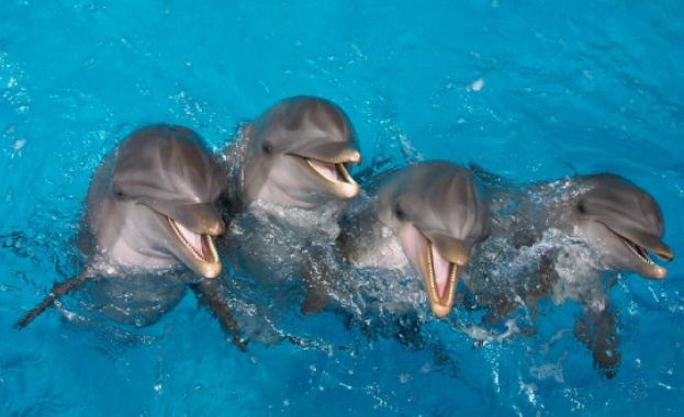 ВАП се самосезира за умрелите делфини по Черноморието