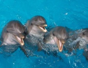 Изследване при делфините: Социалните връзки забавят стареенето на клетъчно ниво