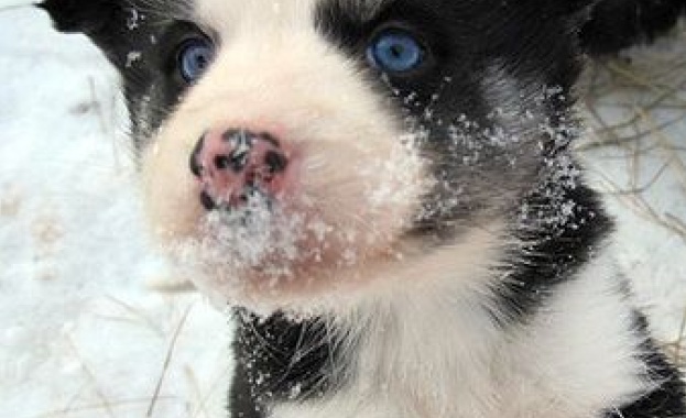 Отбелязваме Световния ден на кучето