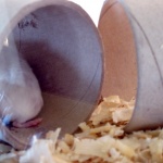 Европейският хамстер може да изчезне до 30 години 