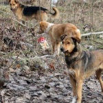 Кучетата могат да подушат 750 души на час за коронавирус