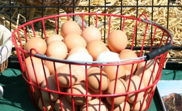 В България са произведени заразени с фипронил яйца 