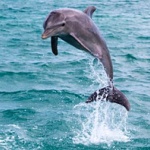 Русия използва делфини, за да защити военноморската си база в Черно море