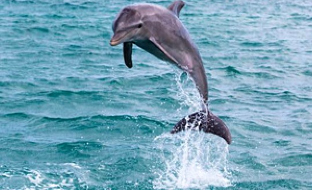 Русия е разположила специално обучени делфини в своята военноморска база