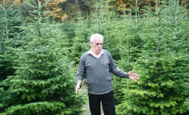 Хиляди производители на разсад твърдят че са обречени на фалит